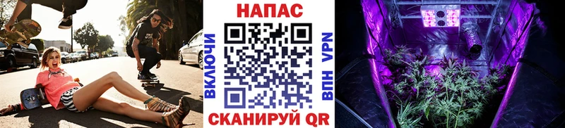Купить  Никольск  Бошки Шишки сатива 